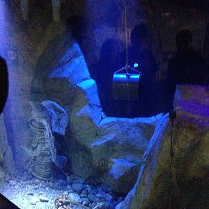 Giant Pacific Octopus Exhibit at Blue Planet Aquarium - 05/10/2013