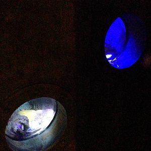 Giant Pacific Octopus Exhibit Viewing Portholes at Blue Planet Aquarium - 0