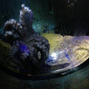Giant Pacific Octopus at Blue Planet Aquarium - 05/10/2013