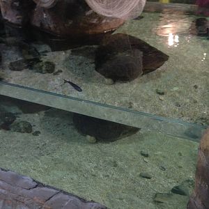 Rock Pool Tank at Blue Planet Aquarium - 05/10/2013