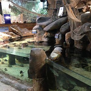Rock Pool Tanks at Blue Planet Aquarium - 05/10/2013