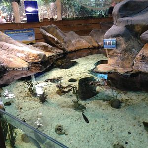 Rock Pool Tank at Blue Planet Aquarium - 05/10/2013