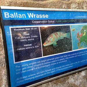 Example of Signage at Blue Planet Aquarium - 05/10/2013