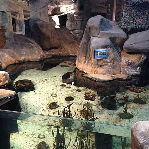 Rock Pool Tank at Blue Planet Aquarium - 05/10/2013