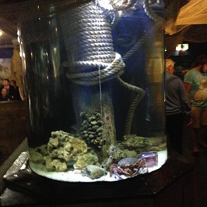 Japanese Giant Spider Crab Exhibit at Blue Planet Aquarium - 05/10/2013