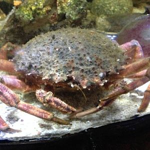 European Spider Crab at Blue Planet Aquarium - 05/10/2013