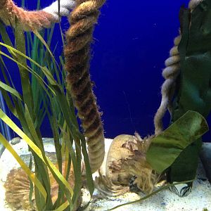 Sea Horse and Shrimp Tank at Blue Planet Aquarium - 05/10/2013