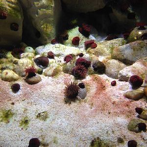 Anemones at Blue Planet Aquarium - 05/10/2013