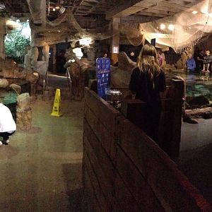 Rock Pool Panorama at Blue Planet Aquarium - 05/10/2013