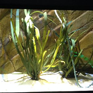 Sea Horse Nursery at Blue Planet Aquarium - 05/10/2013