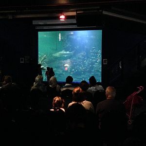 Aquatheatre at Blue Planet Aquarium - 05/10/2013