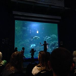 Aquatheatre at Blue Planet Aquarium - 05/10/2013