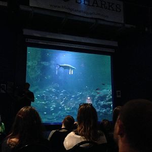 Aquatheatre at Blue Planet Aquarium - 05/10/2013