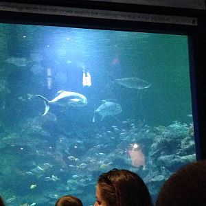 Aquatheatre at Blue Planet Aquarium - 05/10/2013