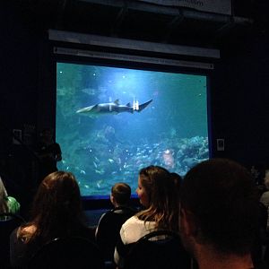 Aquatheatre at Blue Planet Aquarium - 05/10/2013