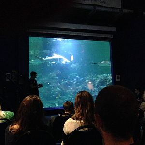 Aquatheatre at Blue Planet Aquarium - 05/10/2013