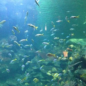 Caribbean Reef Exhibit at Blue Planet Aquarium - 05/10/2013