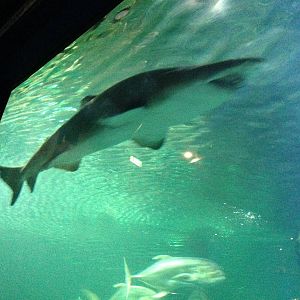Sand Tiger Shark at Blue Planet Aquarium - 05/10/2013