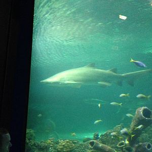 Sand Tiger Shark at Blue Planet Aquarium - 05/10/2013
