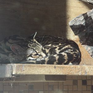 Central American Margay (Leopardus wiedii nicaraguae)