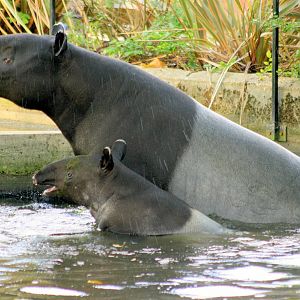 Malayan tapirs; London Zoo; 6th October 2013