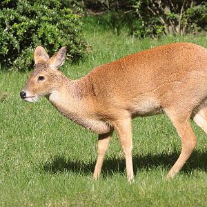 Chinese Water Deer (Hydropotes inermis) male