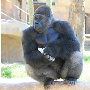 Western Lowland Gorilla