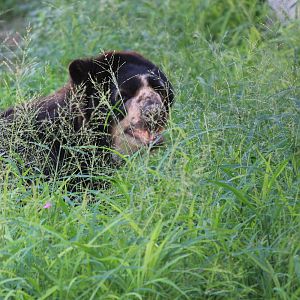 Spectacled Bear