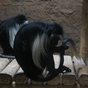 Angolan Colobus