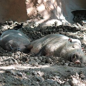 Bornean Bearded Pigs
