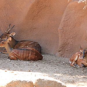 West African Bushbuck