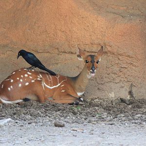 West African Bushbuck