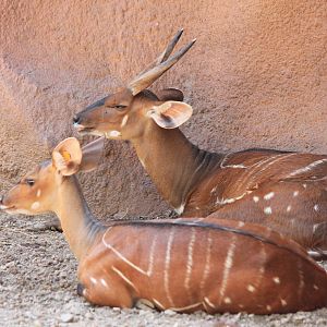 West African Bushbuck