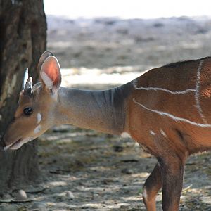 West African Bushbuck