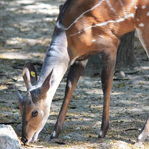 West African Bushbuck