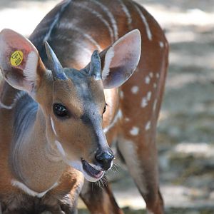 West African Bushbuck