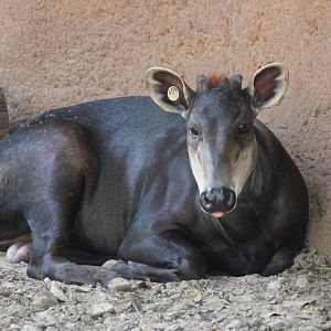Yellow-Backed Duiker