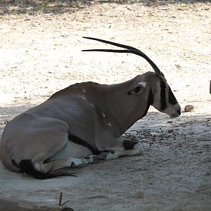 Beisa Oryx