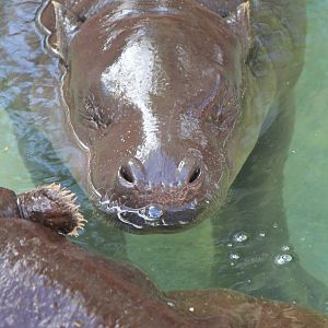 Pygmy Hippopotamus