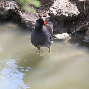 Common Gallinule