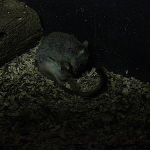 Brush-Tailed Bettong