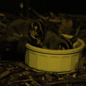 Sugar Glider