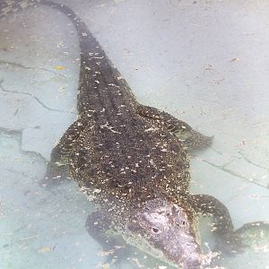 Cuban Crocodile