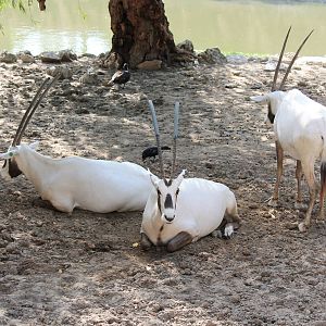 Arabian Oryx