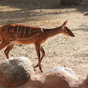 West African Bushbuck