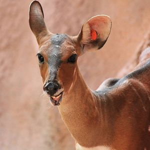 West African Bushbuck