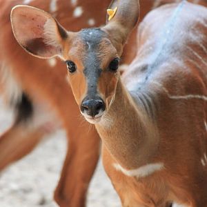West African Bushbuck
