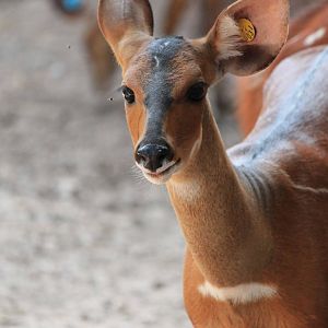 West African Bushbuck