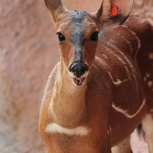 West African Bushbuck