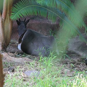 Jentink's Duiker